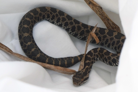 A picture of an Eastern massasauga rattlesnake, a snake with brown and black markings