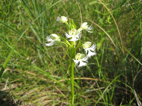 A picture of an Eastern prairie fringed orchid, a white flowering plant on a thin green stem