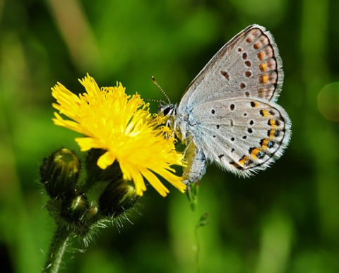 Karner Blue Butterfly, a small blue-gray butterfly sitting on a yellow flower