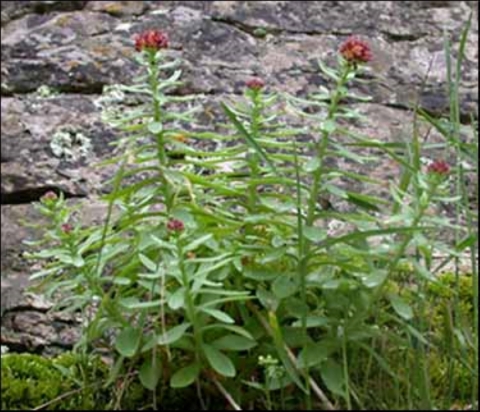 A picture of Leedy's roseroot, a green leafy plant with red flowers
