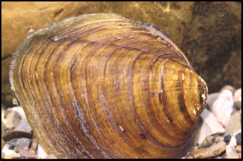 A picture of a longsolid mussel, a lighter brown, large rounded mussel