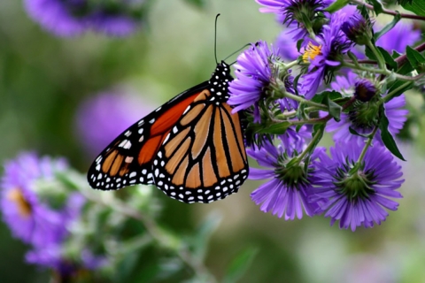 A picture of a monarch butterfly, a black and orange butterfly on a purple flower