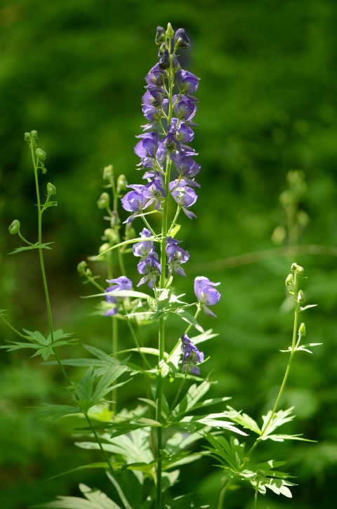 A picture of Northern wild monkshood, a purple flowering plant
