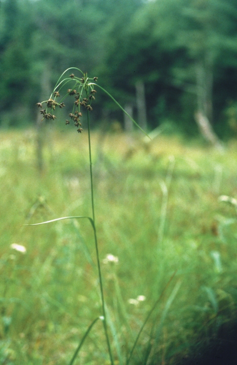A picture of Northeastern bulrush, a tall green grass-like plant