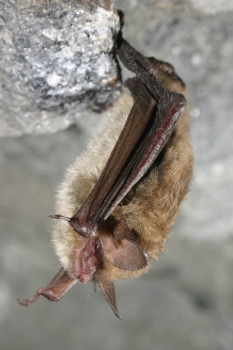 A picture of a Northern longeared bat, a small light-brown bat hanging upside down