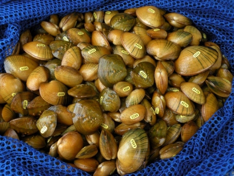 A picture of Northern riffleshell mussels, multiple small brown mussels collected and tagged