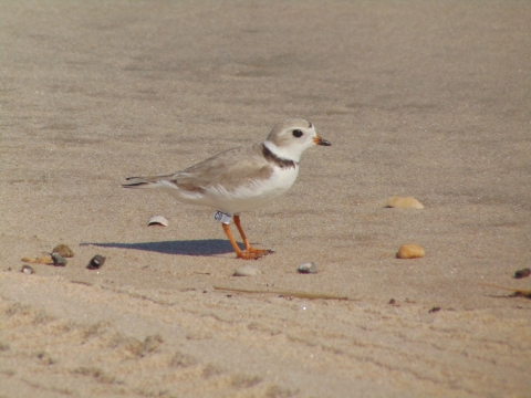 A picture of a piping plover, a small white bird standing on the beach