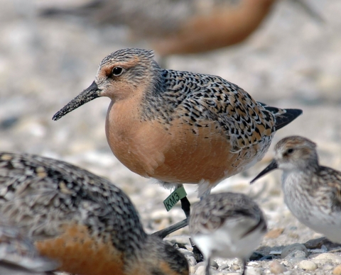 A picture of a red knot, a bird on the beach with ruddy red coloration and a long pointed beak