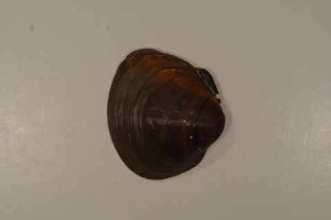 A picture of a round hickorynut mussel, a dark brown mussel with a wide, round shell