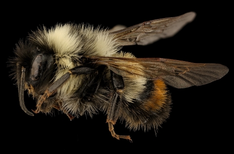 A picture of a rusty patched bumblebee