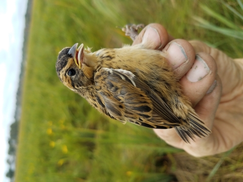 Saltmarsh sparrow captured and recorded by biologist on a coastal salt marsh. 