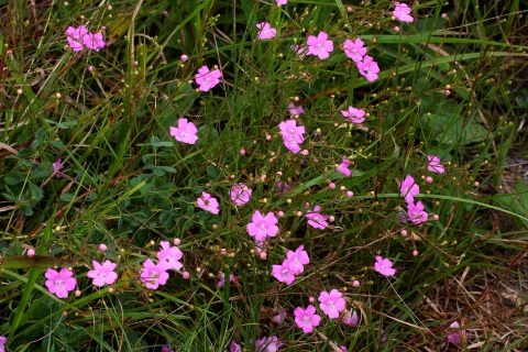 A picture of sandplain gerardia, a shorter plant with grass-like leaves and purple flowers