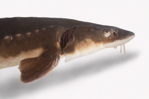 A picture of a shortnose sturgeon, a brown fish with a pointed, small nose