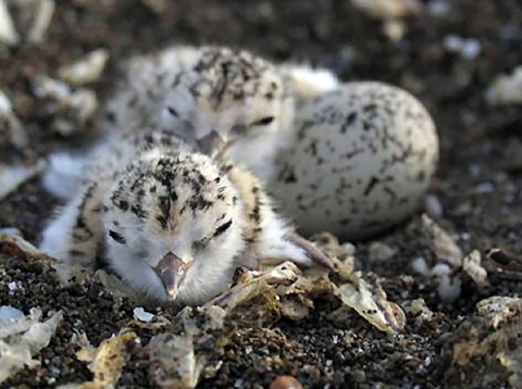Two western snowy plover chicks, cream colored with peppered black on their back and heads sit next to an egg with similar coloration