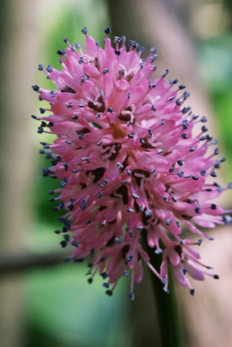 A picture of swamp pink, a plant that has a pink flower shaped like a cone