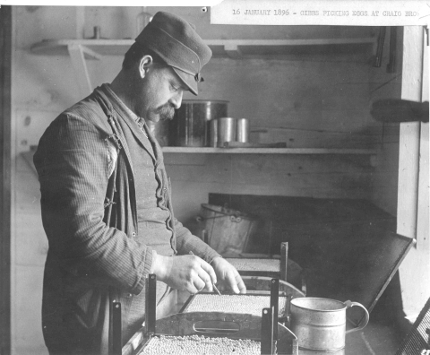 A black and white photo labeled as "19 January 1896 - Gibbs picking eggs at Craig Brook" depicts a top hat wearing man holding a tweezer-like tool above a tray of salmon eggs
