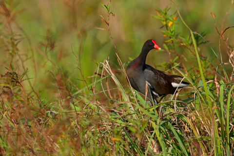 A black bird with a red skin patch on its forehead struts across lush green grass