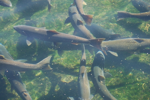 Spring Chinook salmon adults