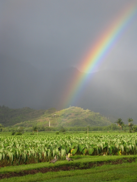 Two Hawaiian geese stand under a rainbow