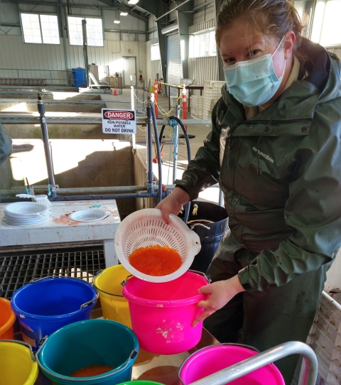 Makah National Fish Hatchery staff member prepares eggs for fertilization