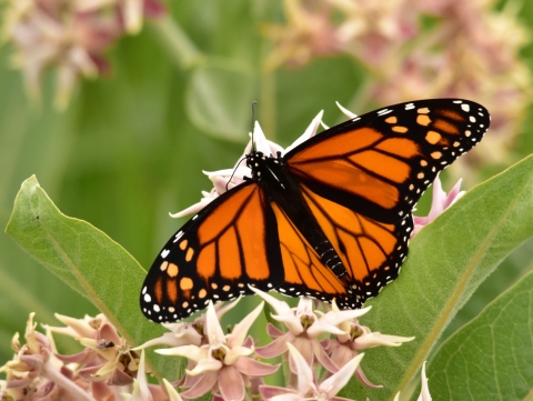 orange and black butterfly on pink blossos