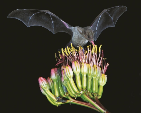 black bat with wings outstretched hovers over cactus blossom