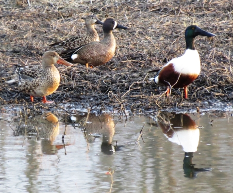 Two northern shoveler and two blue-wing teal ducks standing on the edge of a wetland
