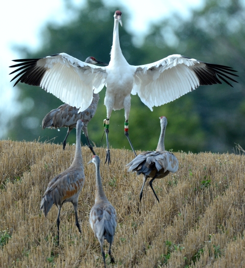 A whooping crane landing with wings outstretched among four sandhill cranes on a grassy hill
