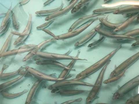 Dozens of silver juvenile Atlantic salmon swim in a turquoise tank