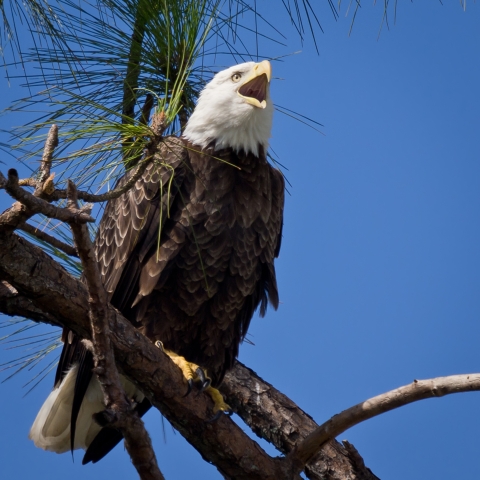 An adult bald eagle calls while resting on a branch