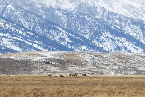 A herd of elk in a field and snowy mountains in the backdrop.