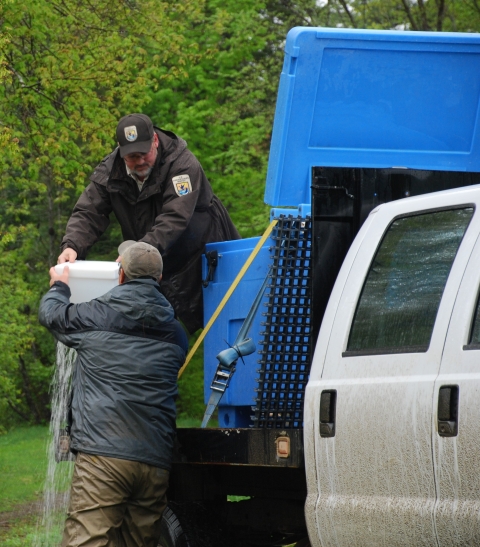 A USFWS employee passes a white cube containing thousands of Atlantic salmon fry to a Maine Department of Marine Resources employee.
