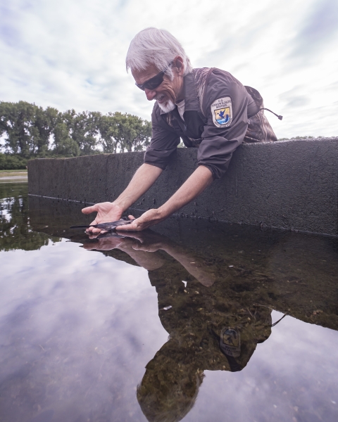 A biologist holds a 10" long paddlefish fingerling above the surface of a pond.