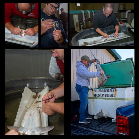 a collage showing researchers working with large pallid sturgeon inside a hatchery building.
