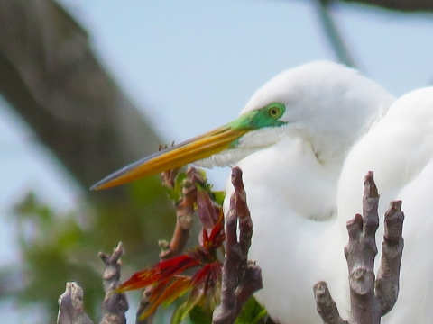 Great White Egret
