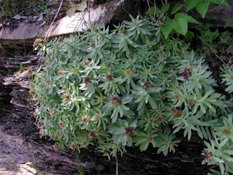 A picture of Leedy's roseroot, a green leafy plant with red-brown flowers