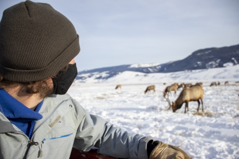 Masked visitor looks at elk from a sleigh ride. 