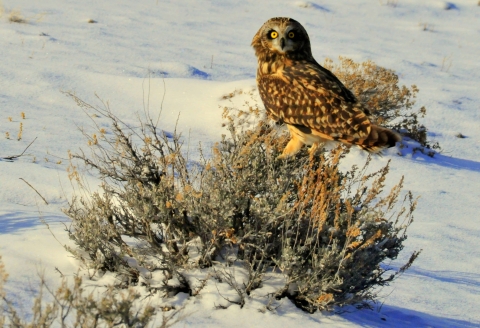 Short-eared owl with brown and gold feathers perched on scrub with a snowy background