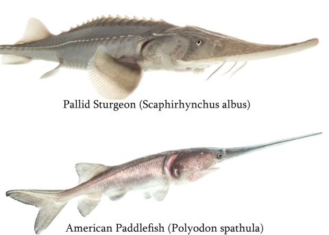 A juvenile pallid sturgeon and paddlefish, close-up