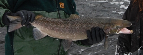 A large three foot long Atlantic salmon male awaits to be released back into its native river