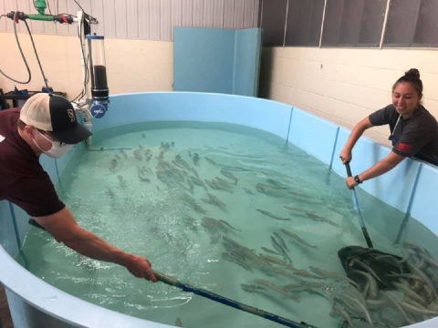 Two people net juvenile Atlantic salmon in a 12 foot long turquoise tank