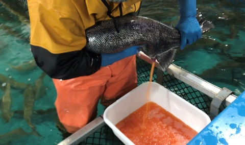 A person wearing rain gear spawns thousands of vibrant orange eggs out of a large three foot long Atlantic salmon female