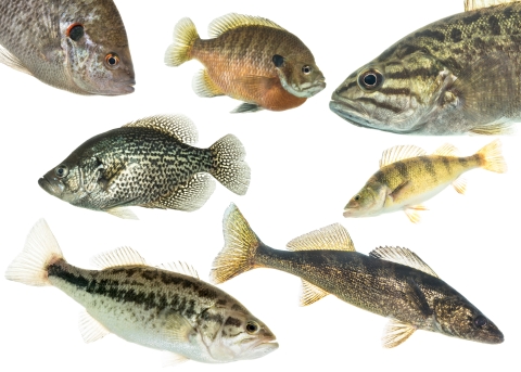 a collage including 7 species of midwestern sportfish
