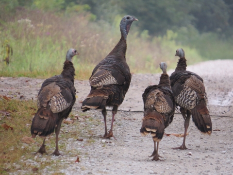 Group of four wild turkeys walking along road at Muscatatuck NWR