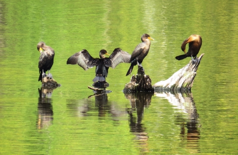 Group of four cormorants on stumps in lake at Muscatatuck NWR
