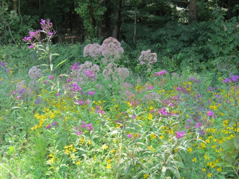 Blooming wildflowers in pollinator meadow