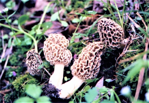 Three morel mushrooms on ground at Big Oaks NWR