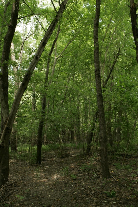 Photo of a forest of smaller trees on the floodplain of the Missouri River. 