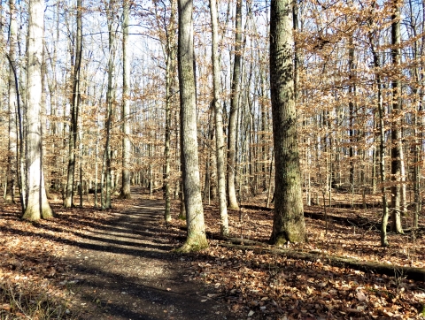 Gravel trail through beech woods in fall at Muscatatuck NWR