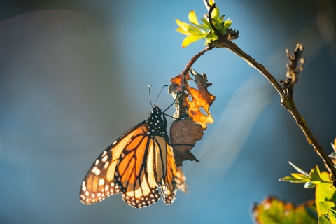 Monarch Butterfly resting on a branch